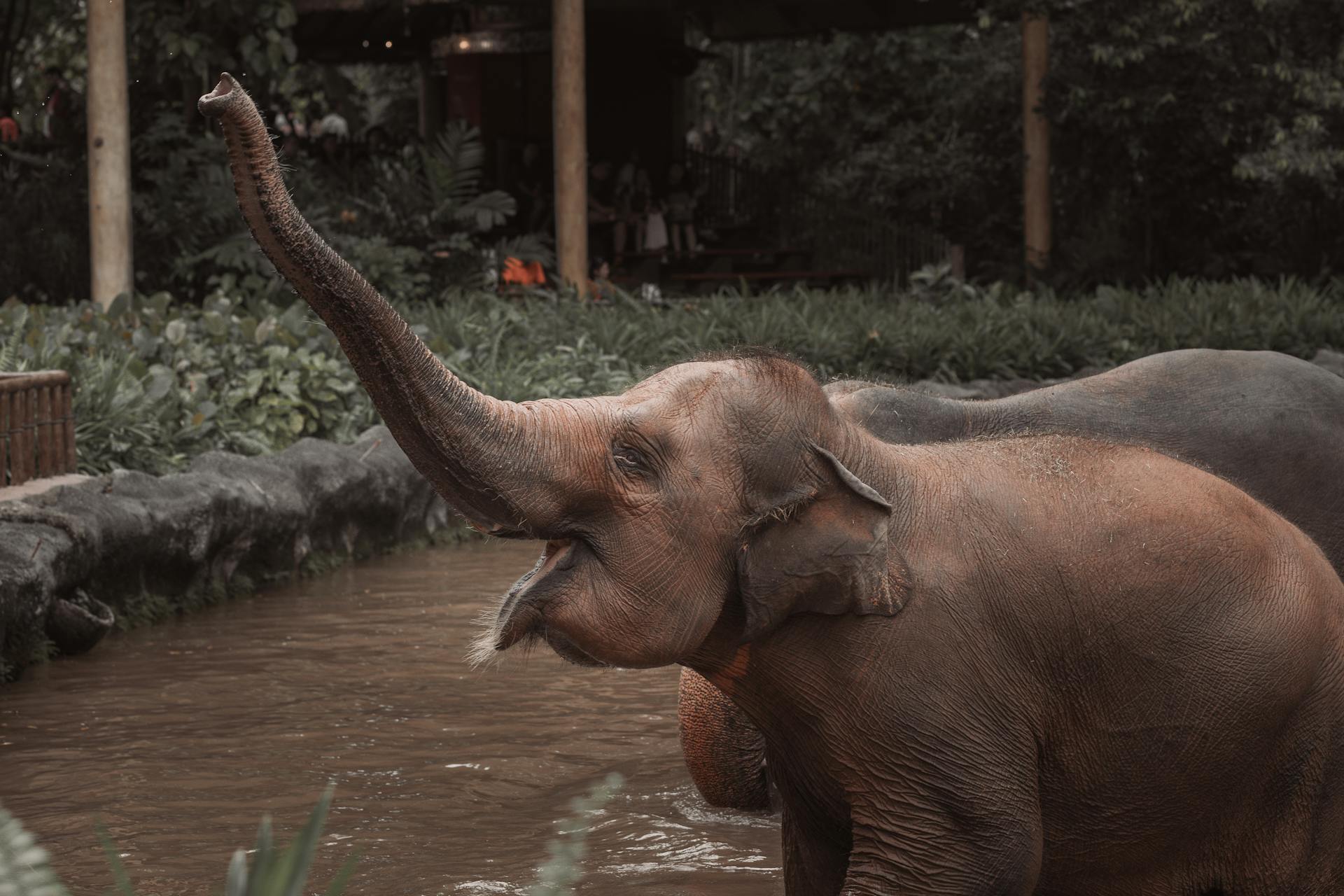 elephant